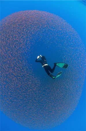 plongée autonome à l'air - Underwater view of a freediver photographing a baitball of juvenile snappers, San Benedicto Island, Colima, Mexico Photographie de stock - Premium Libres de Droits, Code: 649-08380888