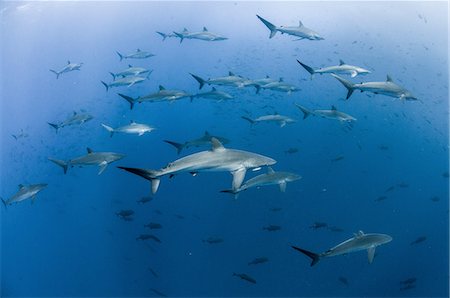 requin soyeux - Underwater view of Silky sharks gathering in spring for mating rituals, Roca Partida, Revillagigedo, Mexico Foto de stock - Sin royalties Premium, Código: 649-08380889