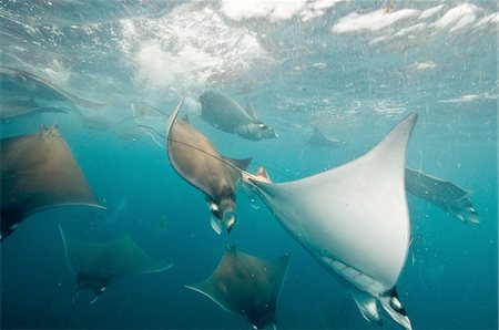 péninsule de yucatan - Underwater view of mobula rays gathering for migration around the Yucatan Peninsula, Contoy Island, Quintana Roo, Mexico Photographie de stock - Premium Libres de Droits, Code: 649-08380880