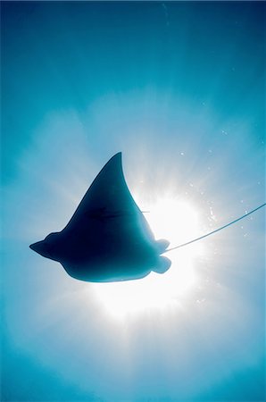 Underwater silhouetted view of eagle ray in sunlight, Cancun, Quintana Roo, Mexico Stock Photo - Premium Royalty-Free, Code: 649-08380882