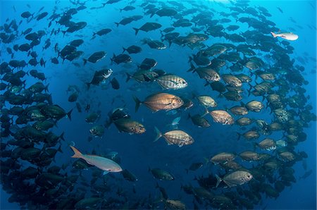 Underwater view of variety fish species swimming together in deep offshore islands of the mexican pacific, Roca Partida, Revillagigedo, Mexico Stock Photo - Premium Royalty-Free, Code: 649-08380893