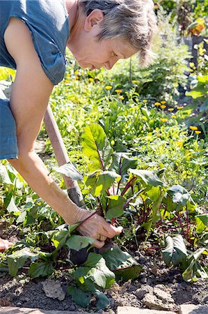 Mature woman gardening, digging with spade Photographie de stock - Premium Libres de Droits, Code: 649-08380909