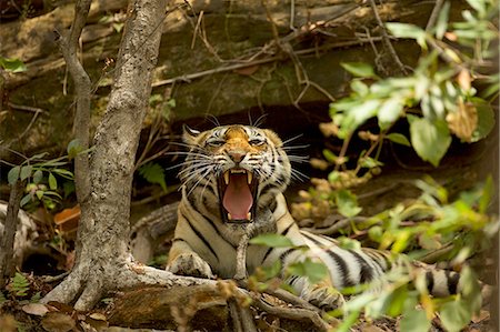 snarling - Bengal Tiger (Panthera tigris tigris), Satpura National Park, Madhya Pradesh, India Photographie de stock - Premium Libres de Droits, Code: 649-08380951