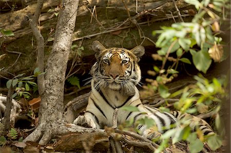 powerful (animals) - Bengal Tiger (Panthera tigris tigris), Satpura National Park, Madhya Pradesh, India Stock Photo - Premium Royalty-Free, Code: 649-08380952