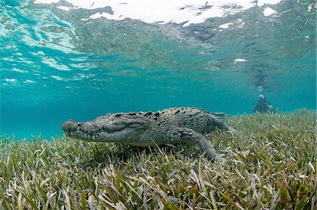 simsearch:649-09159322,k - Underwater view of crocodile on seagrass in shallow water, Chinchorro Atoll, Quintana Roo, Mexico Stock Photo - Premium Royalty-Free, Code: 649-08381044