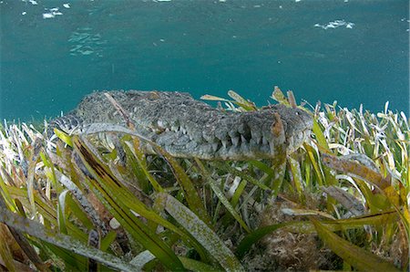 Underwater view of crocodile camouflaged in seagrass, Chinchorro Atoll, Quintana Roo, Mexico Fotografie stock - Premium Royalty-Free, Codice: 649-08381045