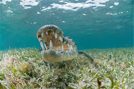 showing his teeth - Underwater front view of crocodile on seagrass, open mouthed showing teeth, Chinchorro Atoll, Quintana Roo, Mexico Stock Photo - Premium Royalty-Free, Code: 649-08381046