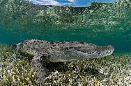 Underwater side view of crocodile on seagrass in shallow water, Chinchorro Atoll, Quintana Roo, Mexico Photographie de stock - Premium Libres de Droits, Code: 649-08381040