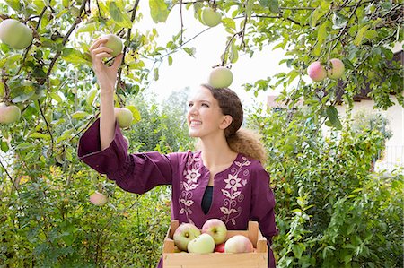Teenage girl picking apples in orchard Stock Photo - Premium Royalty-Free, Code: 649-08381209