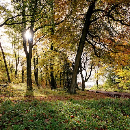 derbyshire - Sunlight through trees in forest, Padley Gorge, Peak District, Derbyshire, England, UK Photographie de stock - Premium Libres de Droits, Code: 649-08381524