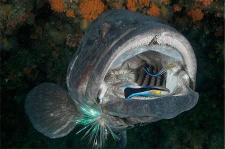 simsearch:649-09166982,k - Potato bass mouth open being cleaned by labrid fish, Aliwal Shoal, Durban, South Africa Stockbilder - Premium RF Lizenzfrei, Bildnummer: 649-08381536