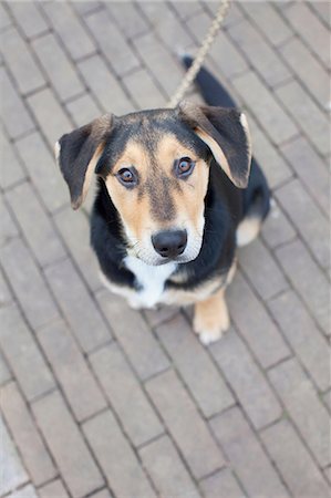 discipliner - Overhead portrait of dog on sidewalk Photographie de stock - Premium Libres de Droits, Code: 649-08381674