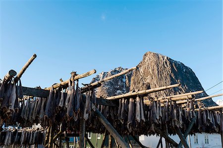 simsearch:841-06805120,k - Cod fish drying on racks,  Hamnoy, Lofoten Islands, Norway Stock Photo - Premium Royalty-Free, Code: 649-08381798