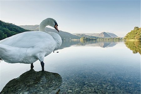 simsearch:649-08329027,k - Swan in Grasmere Lake, Grasmere, Cumbria, UK Photographie de stock - Premium Libres de Droits, Code: 649-08381833