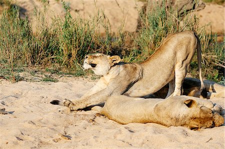 simsearch:649-07596543,k - Lioness stretching, Sabi Sand Game Reserve, South Africa Stock Photo - Premium Royalty-Free, Code: 649-08422833