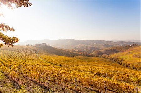 simsearch:649-06829892,k - Landscape view with autumn vineyards at sunrise, Langhe, Piedmont, Italy Stock Photo - Premium Royalty-Free, Code: 649-08423194