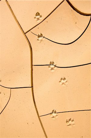 simsearch:632-02885415,k - Overhead view of animal footprints on cracked soil Photographie de stock - Premium Libres de Droits, Code: 649-08423410