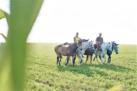 Woman and man riding and leading six horses in field Stock Photo - Premium Royalty-Free, Code: 649-08423426