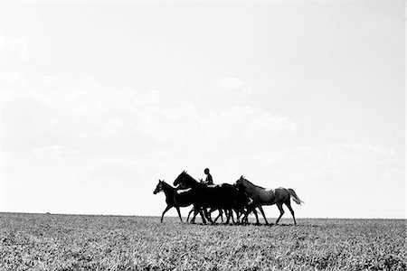 B&W image of man riding and leading six horses in field Stock Photo - Premium Royalty-Free, Code: 649-08423442