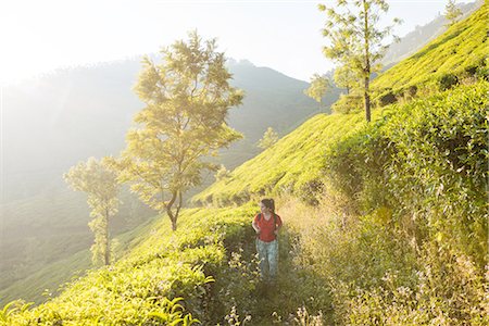 Young woman walking in tea plantations near Munnar, Kerala, India Photographie de stock - Premium Libres de Droits, Code: 649-08480038