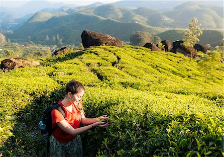 simsearch:649-08085676,k - Young woman looking at tea plants in tea plantations near Munnar, Kerala, India Stock Photo - Premium Royalty-Free, Code: 649-08480039