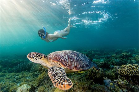 Young woman swimming with rare green sea turtle (Chelonia Mydas), Moalboal, Cebu, Philippines Foto de stock - Sin royalties Premium, Código: 649-08544148