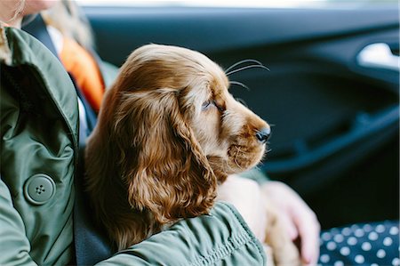 simsearch:614-07453442,k - Puppy sitting on woman's lap inside vehicle Stock Photo - Premium Royalty-Free, Code: 649-08548640