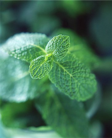 simsearch:6102-08542360,k - Fresh mint leaves, close-up Stock Photo - Premium Royalty-Free, Code: 649-08548708