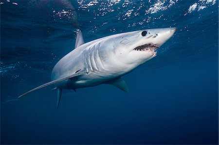 simsearch:649-08380891,k - Underwater view of shortfin mako shark (Isurus oxyrinchus) swimming in sea, West Coast, New Zealand Foto de stock - Sin royalties Premium, Código: 649-08548930