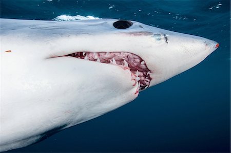 simsearch:649-08745483,k - Underwater view of shortfin mako shark (Isurus oxyrinchus) with open mouth, West Coast, New Zealand Stock Photo - Premium Royalty-Free, Code: 649-08548931