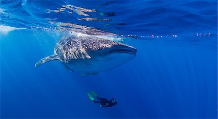 Whale Shark with diver swimming underneath Foto de stock - Sin royalties Premium, Código: 649-08543123