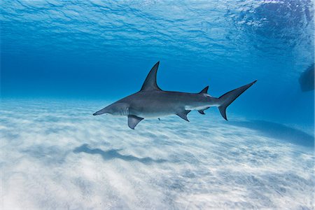 sea life under water not people - Great Hammerhead Shark swimming near seabed Stock Photo - Premium Royalty-Free, Code: 649-08543135