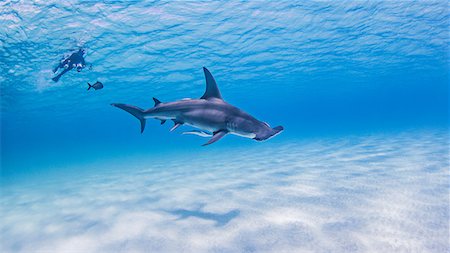 pesce martello - Great Hammerhead Sharks with diver in background Fotografie stock - Premium Royalty-Free, Codice: 649-08543136