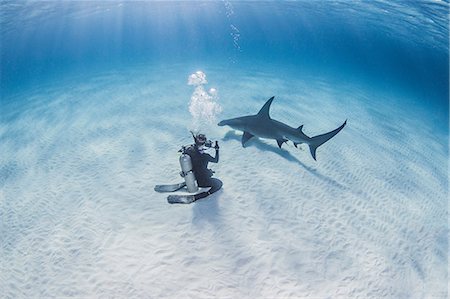 pesce martello - Diver taking photograph of Great Hammerhead Shark Fotografie stock - Premium Royalty-Free, Codice: 649-08543139