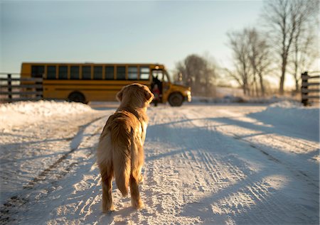 simsearch:649-08900389,k - Golden retriever watching girl catching school bus from snow covered track, Ontario, Canada Stock Photo - Premium Royalty-Free, Code: 649-08543407