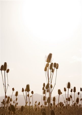 Backlit reeds and grass Stockbilder - Premium RF Lizenzfrei, Bildnummer: 649-08564089