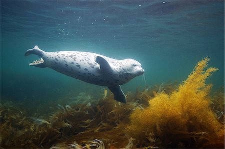 simsearch:649-09004198,k - Spotted seal (Phoca largha), Sea of Japan Fotografie stock - Premium Royalty-Free, Codice: 649-08564182