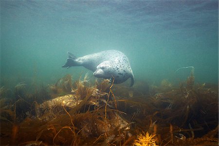 simsearch:649-09004198,k - Spotted seal (Phoca largha), Sea of Japan Foto de stock - Royalty Free Premium, Número: 649-08564183