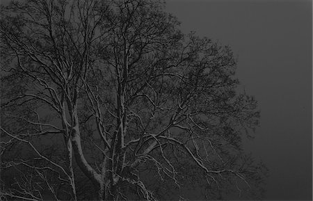 Grey tree against monochrome sky Stock Photo - Premium Royalty-Free, Code: 649-08564221