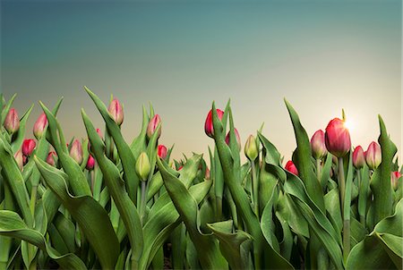 sunny day - Close up of tulips, Espel, Noordoostpolder, Netherlands Stock Photo - Premium Royalty-Free, Code: 649-08565202