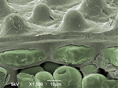 simsearch:649-07063983,k - Leaf,  x1500 magnification Photographie de stock - Premium Libres de Droits, Code: 649-08565252