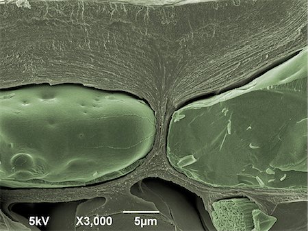 simsearch:649-07063983,k - Leaf, x3000 magnification Photographie de stock - Premium Libres de Droits, Code: 649-08565253
