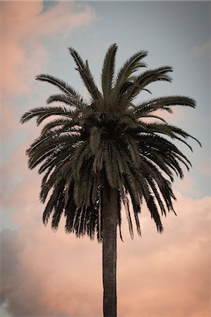 feuille de palmier - Palm tree against sky Photographie de stock - Premium Libres de Droits, Code: 649-08565675