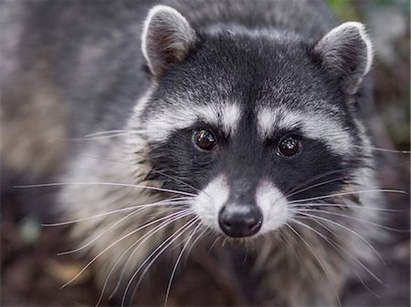 Portrait of Raccoon, Procyon lotor, San Francisco, California, USA Photographie de stock - Premium Libres de Droits, Code: 649-08565676