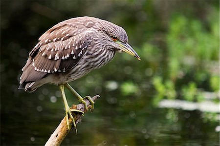 simsearch:649-08565708,k - Black-crowned Night Heron, Nycticorax nycticorax, juvenile, San Francisco, California, USA Stockbilder - Premium RF Lizenzfrei, Bildnummer: 649-08565681