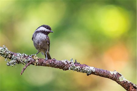 simsearch:614-09078899,k - Chestnut-backed chickadee, Forest Knolls, California, USA Stock Photo - Premium Royalty-Free, Code: 649-08565683