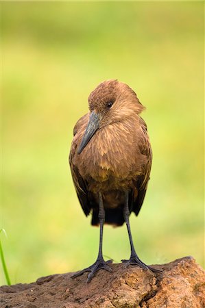 Hamerkop (Scopus umbretta), Lake Nakuru National Park, Kenya, Africa Foto de stock - Sin royalties Premium, Código: 649-08565729
