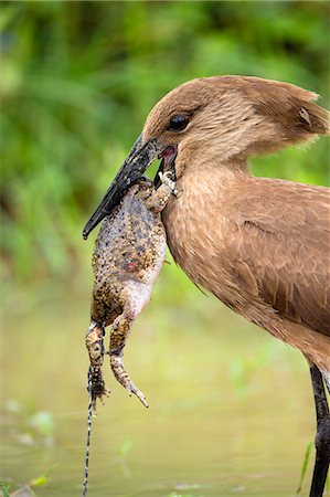 Hamerkop (Scopus umbretta),with toad in its beak, Lake Nakuru National Park, Kenya, Africa Foto de stock - Sin royalties Premium, Código: 649-08565730