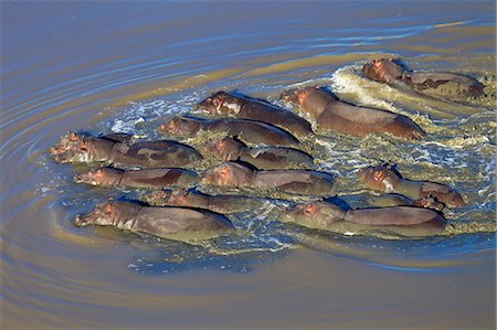 simsearch:649-09078487,k - Aerial view of group of hippopotamus. (Hippopotamus amphibius) swimming, South Africa Foto de stock - Sin royalties Premium, Código: 649-08565731