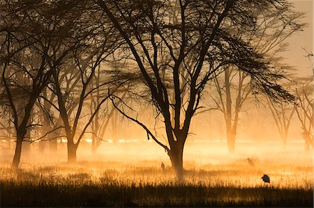 Sunrise on the banks of Lake Nakuru, Lake Nakuru National Park, Kenya, Africa Foto de stock - Sin royalties Premium, Código: 649-08565733